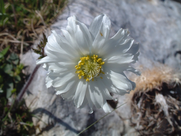 Pulsatilla alpina / Anemone alpino